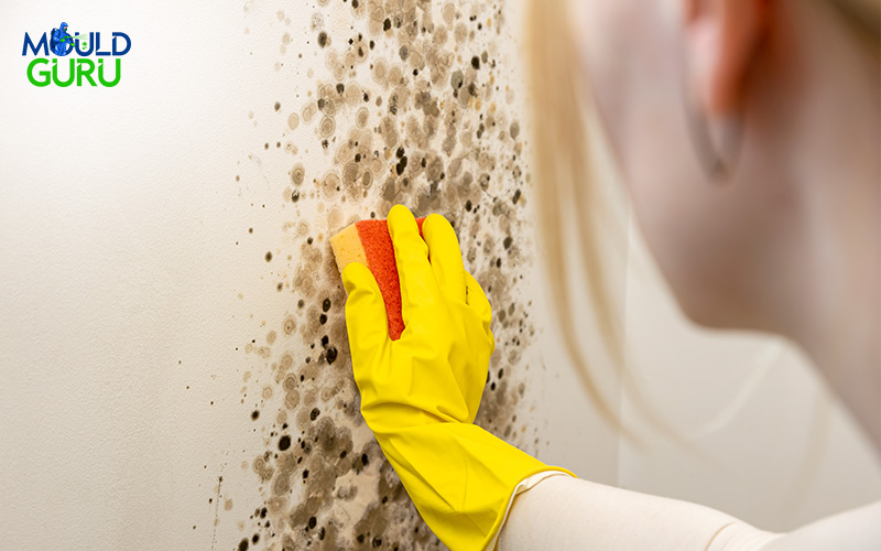 A woman cleaning mould from the wall.