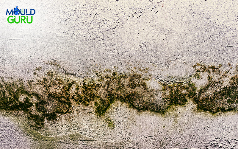 Hazardous mould growth on a wall