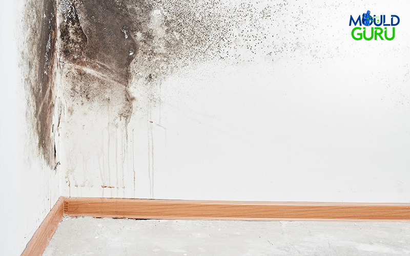 Mould growth in the corner of a room