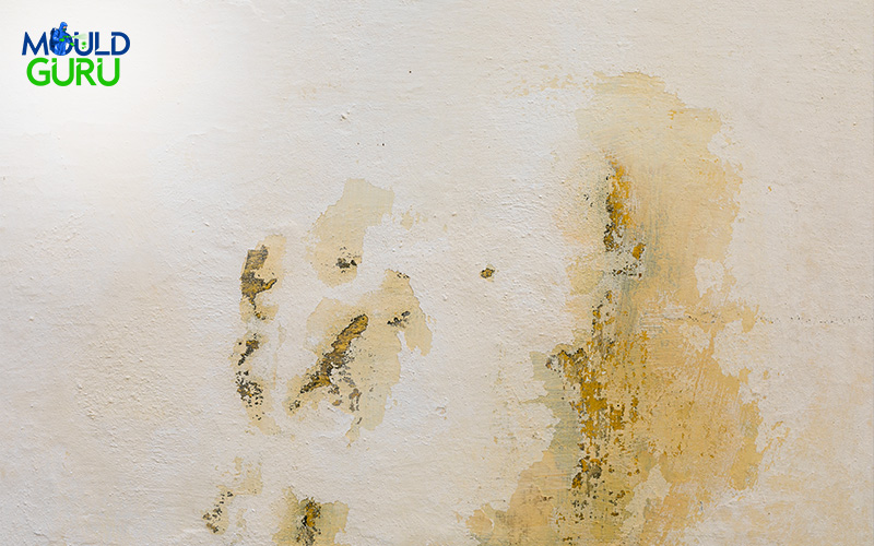 Mould that has spread across a white wall