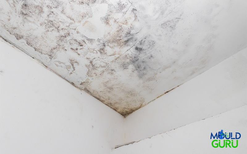 mould forming on a ceiling corner