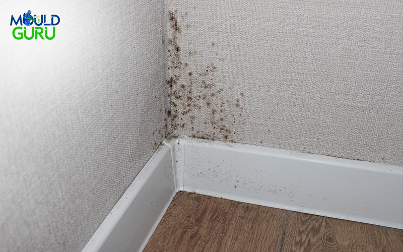 mould growing on a wall corner